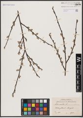 Foto von Salix aurita L.